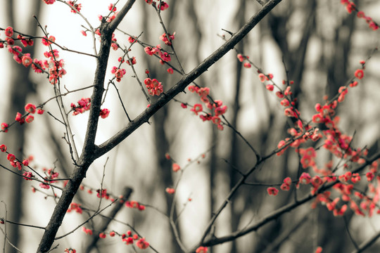 水墨風(fēng)紅梅