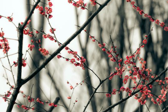 水墨風(fēng)紅梅