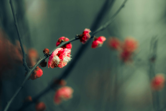紅梅