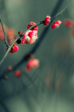 紅梅