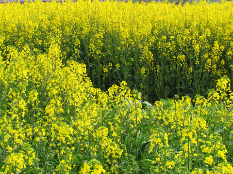 油菜花