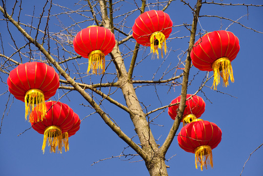 紅燈籠樹上掛