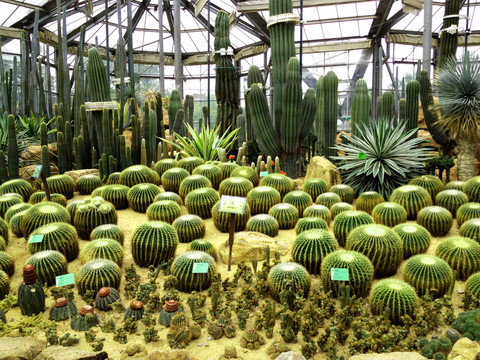 各種仙人球仙人掌植物