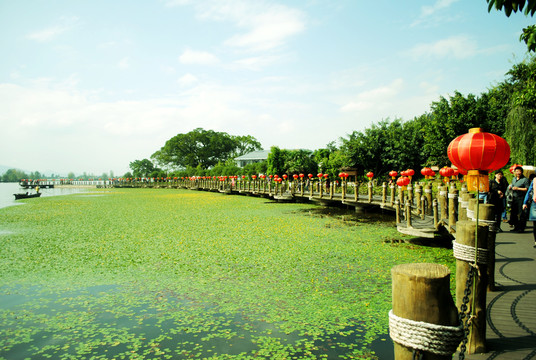 四川西昌邛海綠色睡蓮