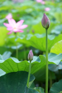 荷花  荷花池  荷花園