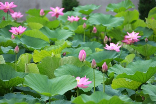 荷花池  荷花園