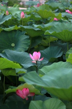 荷花池