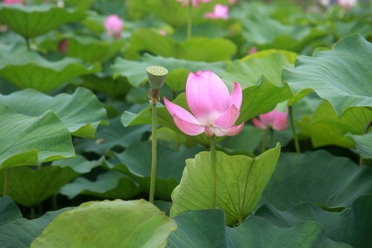 荷花池