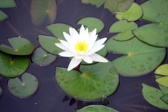 睡蓮