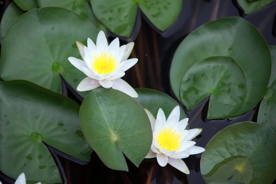 白荷花  睡蓮