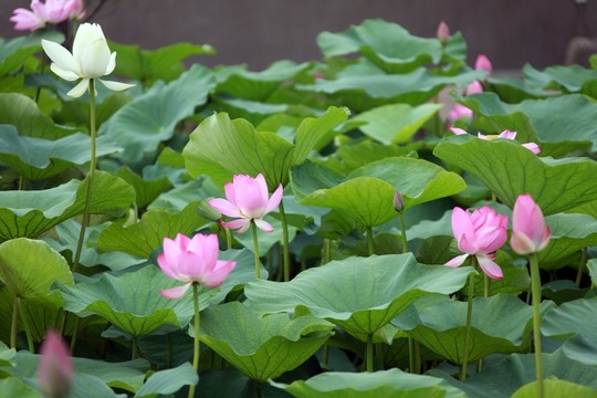 荷花池  荷花