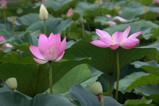 荷花