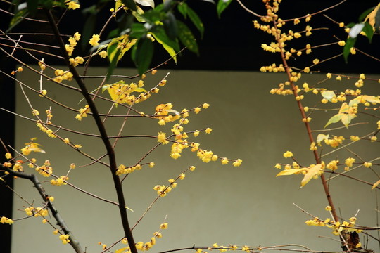 梅花