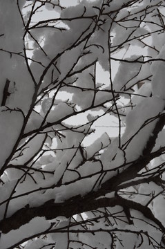 積雪樹枝