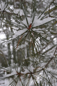 積雪松針