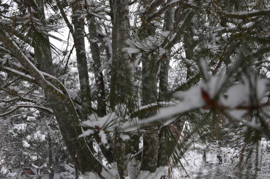 雪中松樹