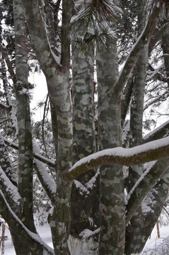 雪中松樹