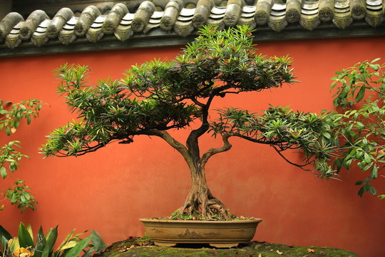 盆景