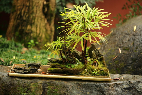 盆景