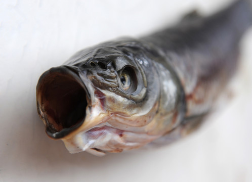 草魚