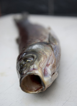 一條魚
