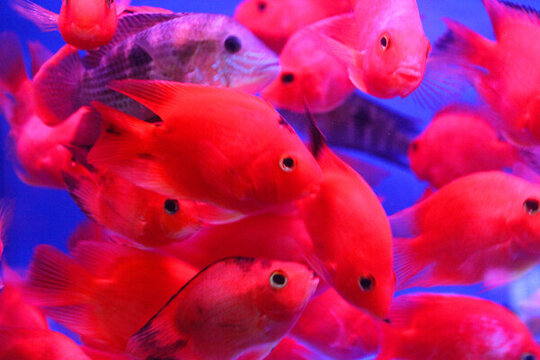 金魚 水族館