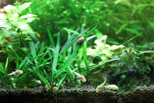 金魚 水族館 綠植 水藻 水草