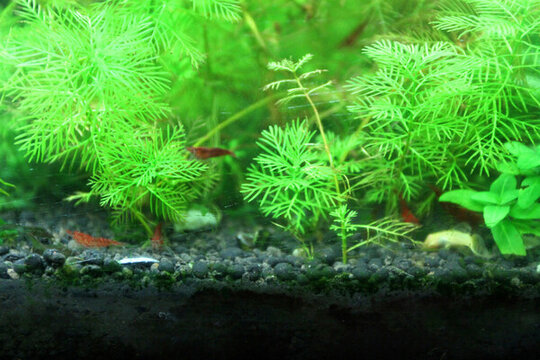 金魚 水族館 綠植 水藻 水草