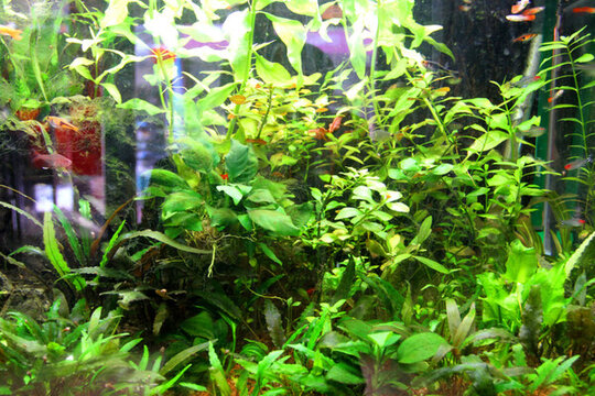 金魚 水族館 綠植 水藻 水草