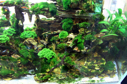 金魚 水族館 綠植 水藻 水草
