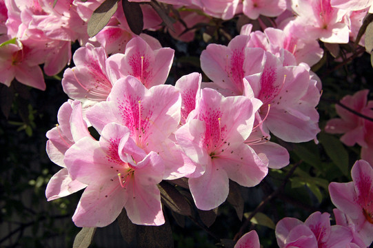 杜鵑花