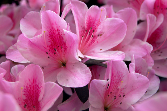 杜鵑花