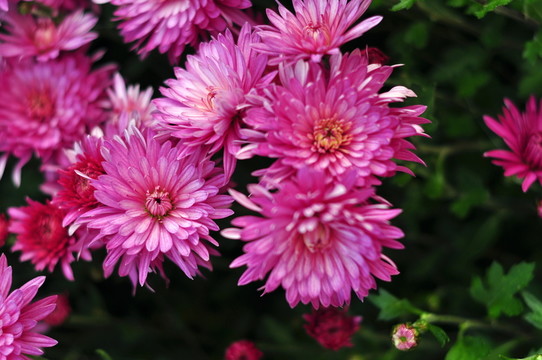 菊花