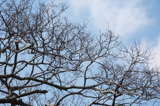 干枯樹枝