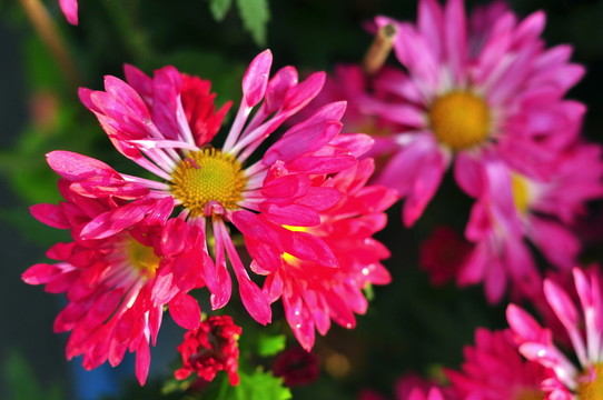 菊花