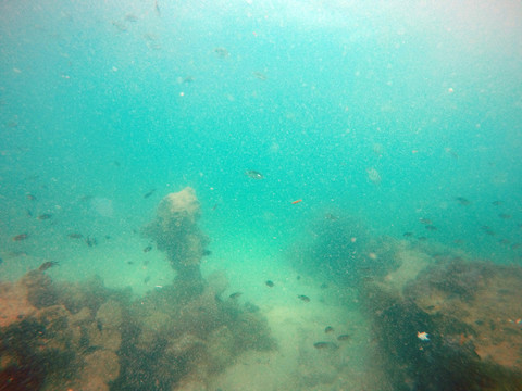 海底珊瑚