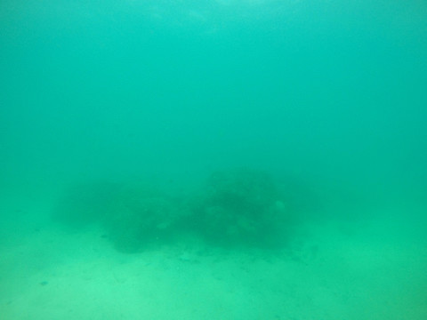 海底珊瑚