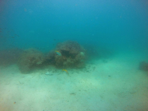 海底珊瑚