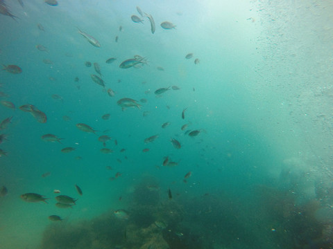 海底珊瑚