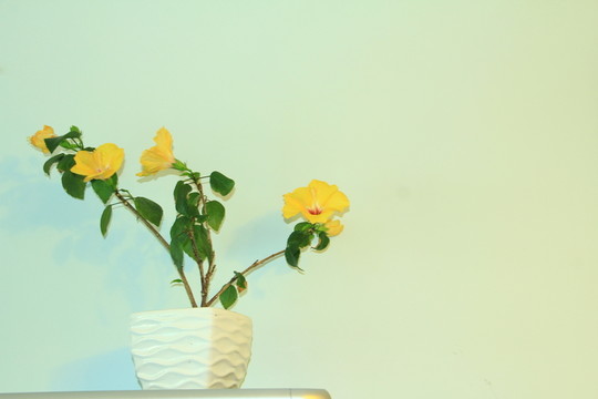 木槿