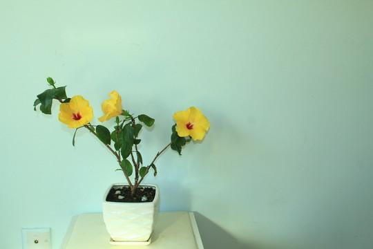 木槿