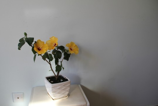 木槿