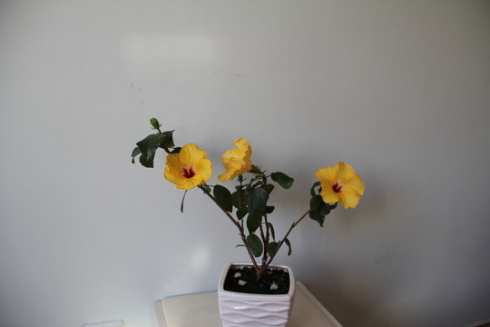 木槿