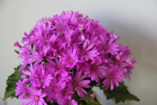 瓜葉菊
