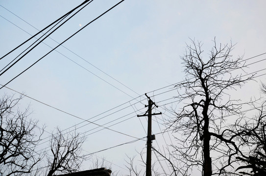 枯樹和電線桿