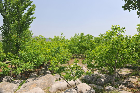 核桃園
