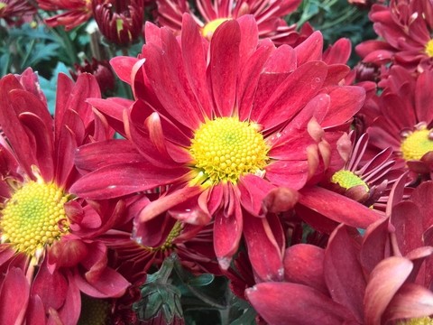花卉菊花
