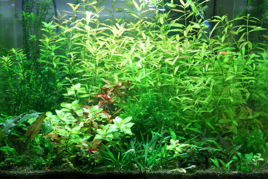 金魚 水族館 綠植 水藻 水草