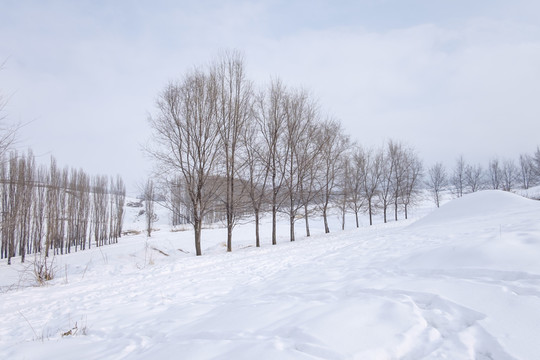 冬雪