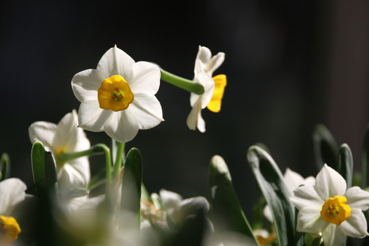 水仙花